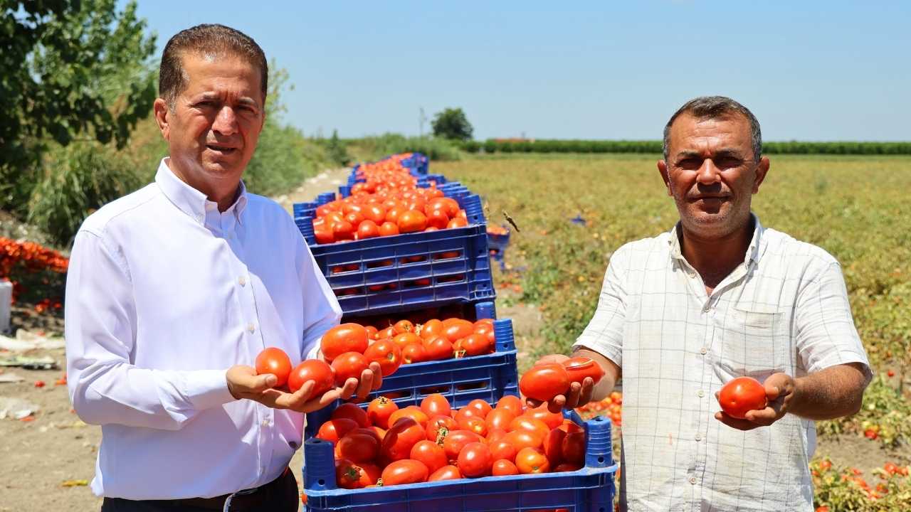 Adana’da Domatesi Fiyatı Çakıldı Çiftçi Dertli 2