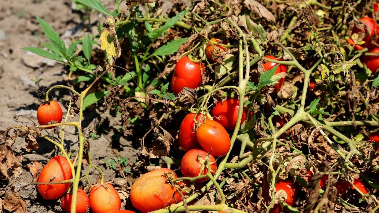 Adana’da Domatesi Fiyatı Çakıldı Çiftçi Dertli 3
