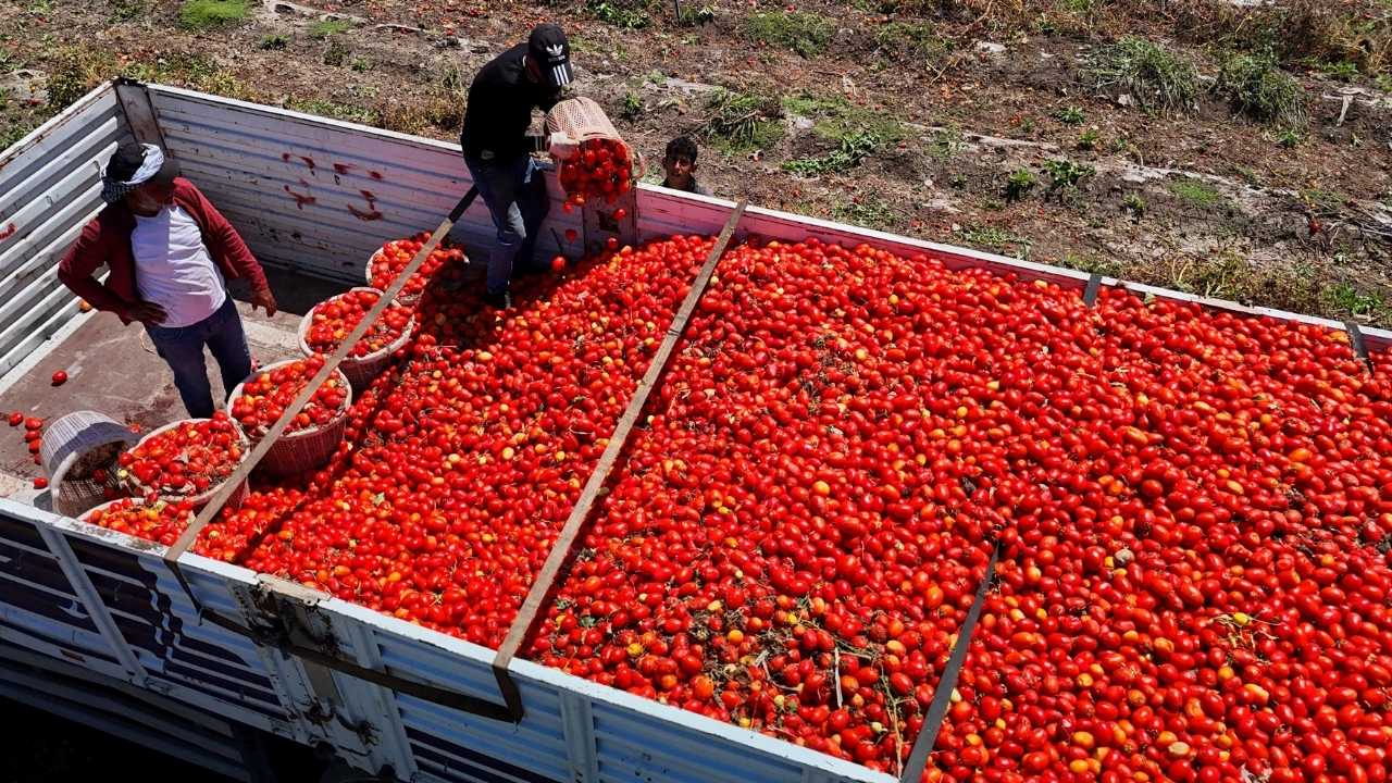 Adana’da Domatesi Fiyatı Çakıldı Çiftçi Dertli 4