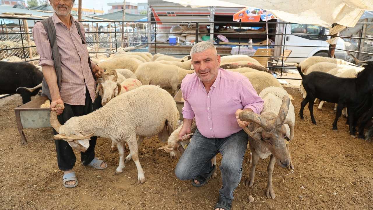 Adana’da Görenleri Şaşırtan 4 Boynuzlu Kurbanlıklar 2