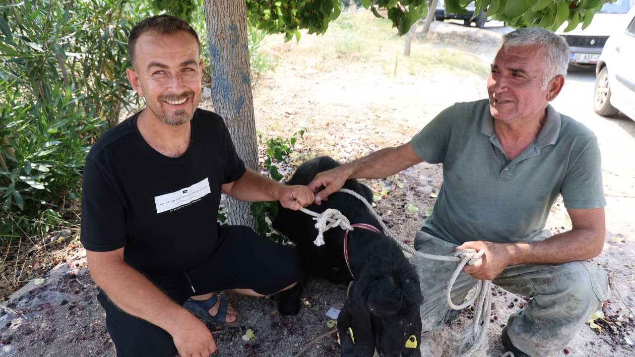 Adana’da Kaçan Kurbanlık Günler Sonra Sahibine Teslim Edildi 2