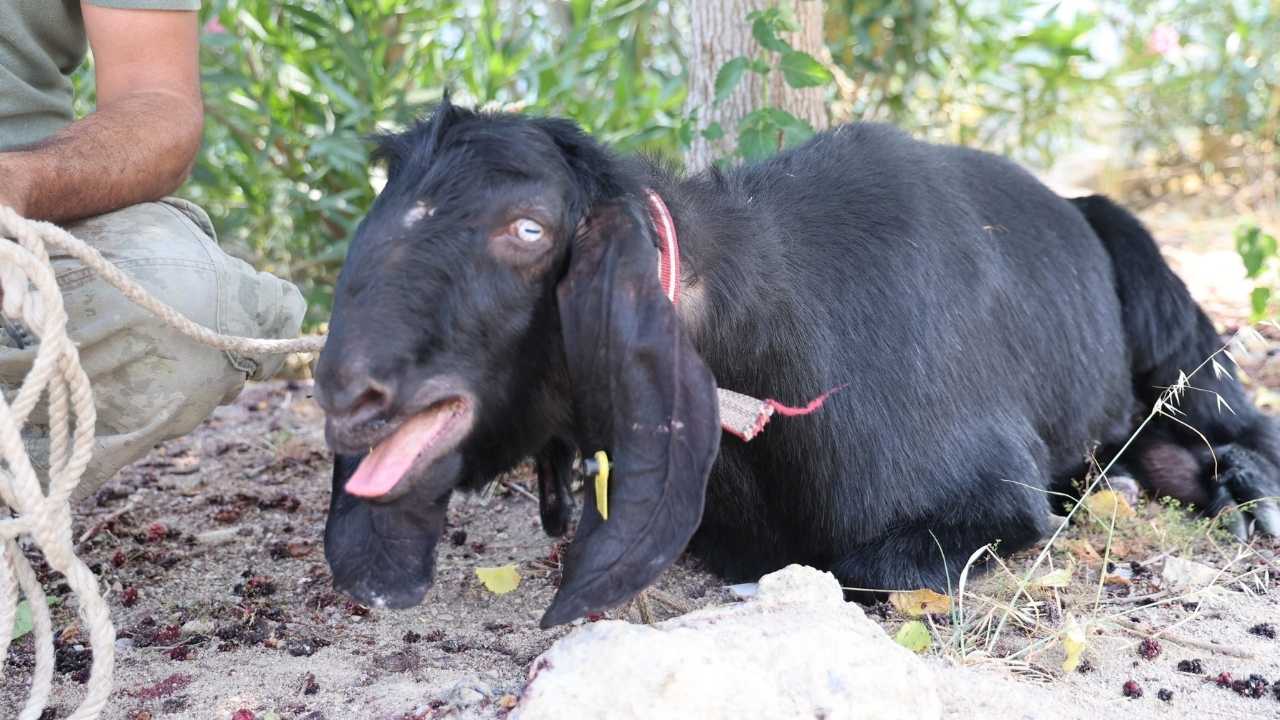 Adana’da Kaçan Kurbanlık Günler Sonra Sahibine Teslim Edildi 3