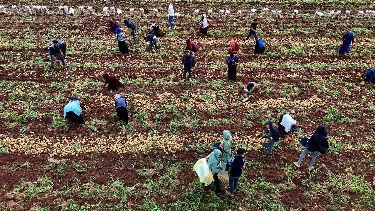 Adana’da Tonlarca Patates Taşımanın Yevmiyesi 2 Bin 500 Tl 3