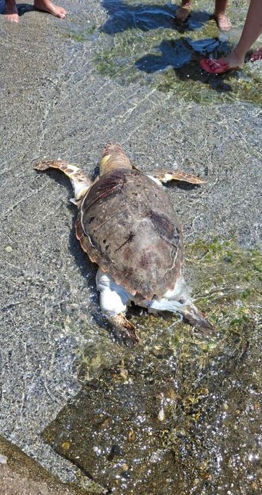 Alanya'da Caretta Caretta Ölüsü Sahile Vurdu! Alçed İnceleme Yaptı 2