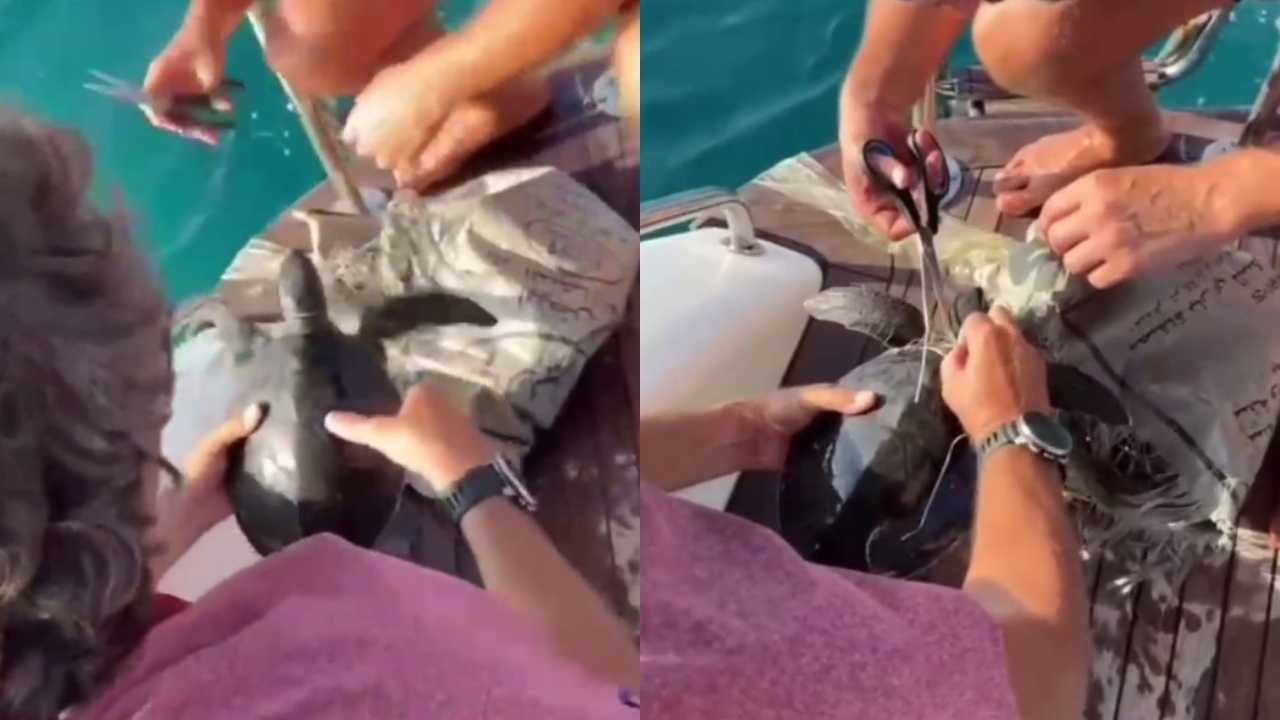Alanya’da Çuvala Dolanan Yavru Deniz Kaplumbağası Kurtarıldı 2