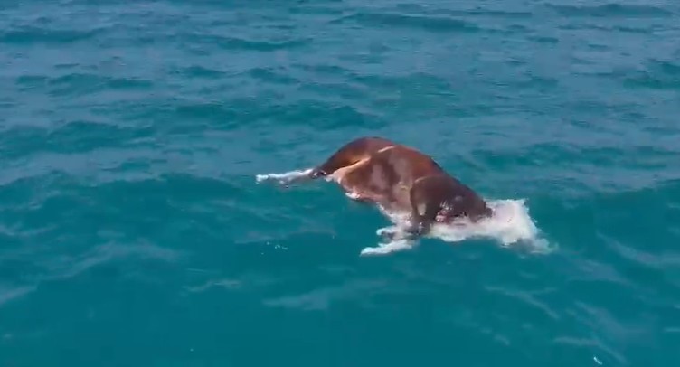 Alanya'da Denizde Şaşırtan Manzara! Öl* İnek Bulundu