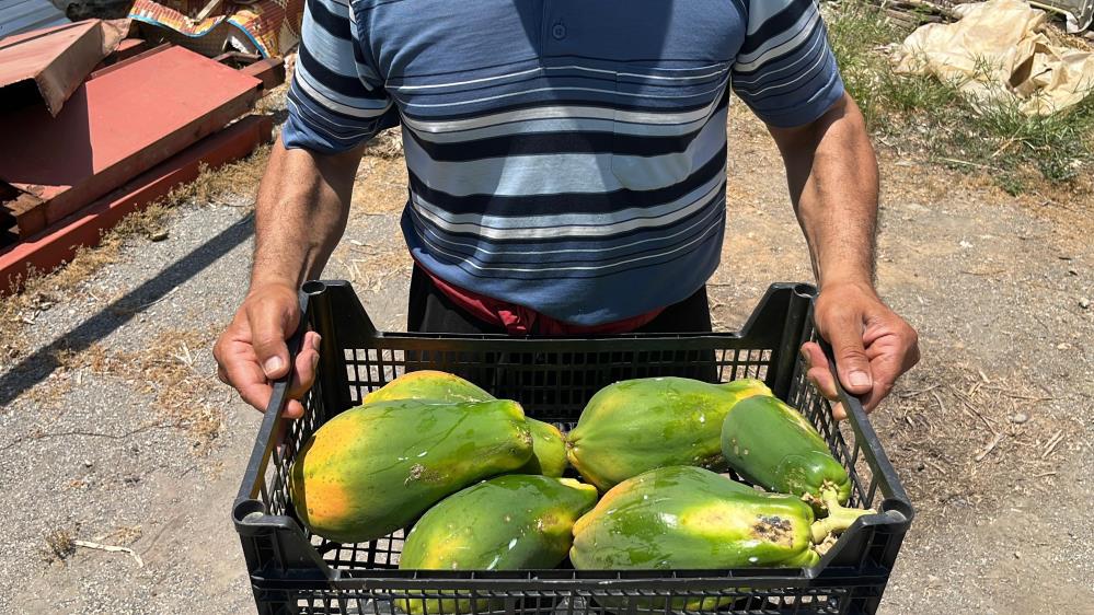 Alanya'da Tropikal Meyvenin Hasadı Başladı! 100 TL'den Alıcı Buluyor