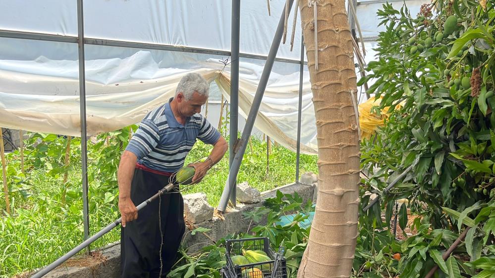 Alanya'da Tropikal Meyvenin Hasadı Başladı! 100 TL'den Alıcı Buluyor