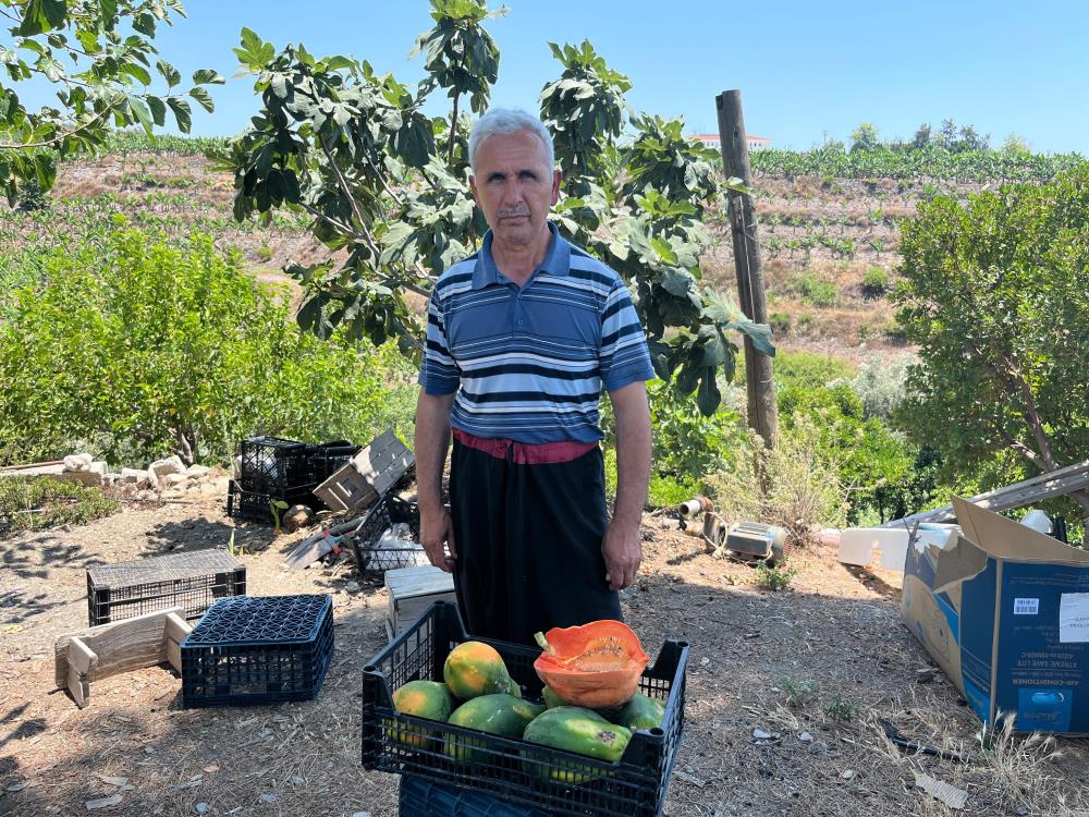 Alanya'da Tropikal Meyvenin Hasadı Başladı! 100 TL'den Alıcı Buluyor