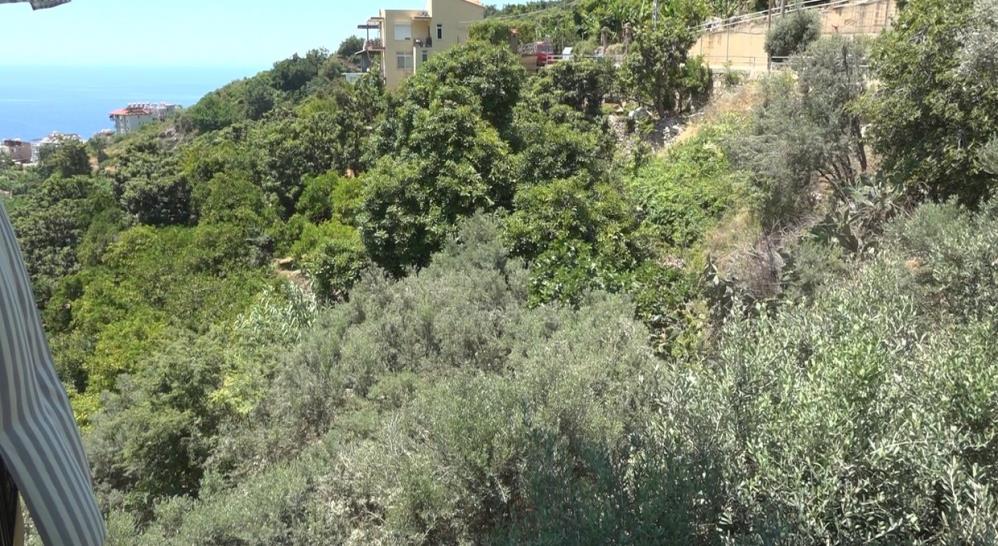 Alanya'da Yılana Müdahale Eden Sokak Kedisi Evin Bekçisi Oldu