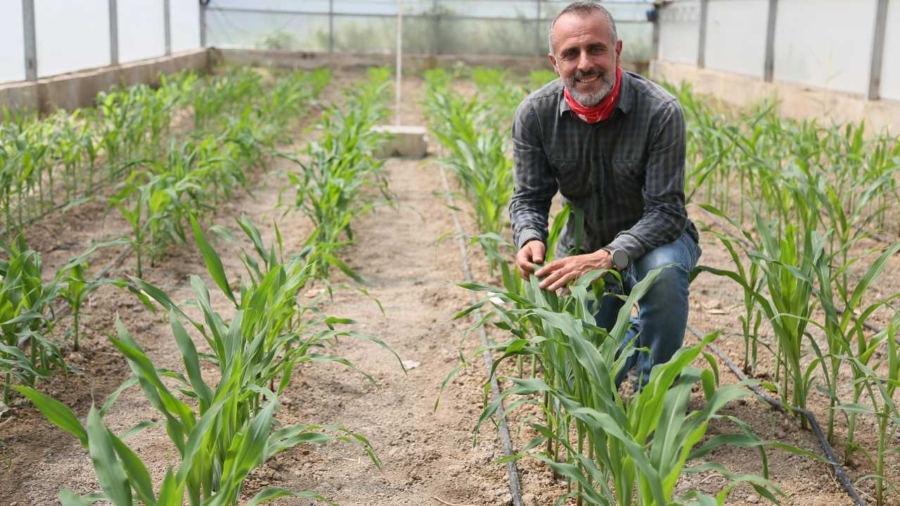 Antalya’da Az Su Tüketen Yerli Mısır Üretildi! 2