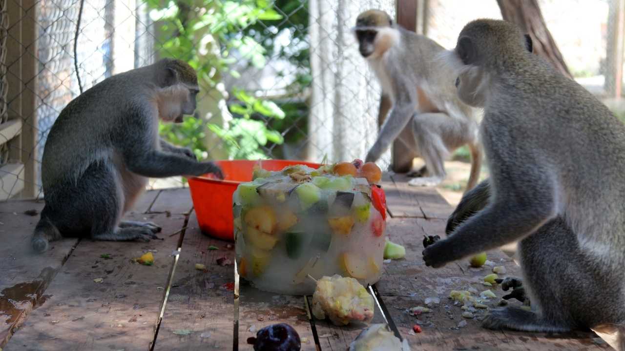 Antalya’dan Sıcakta Bunalan Hayvanlara Serinlik Dopingi 3