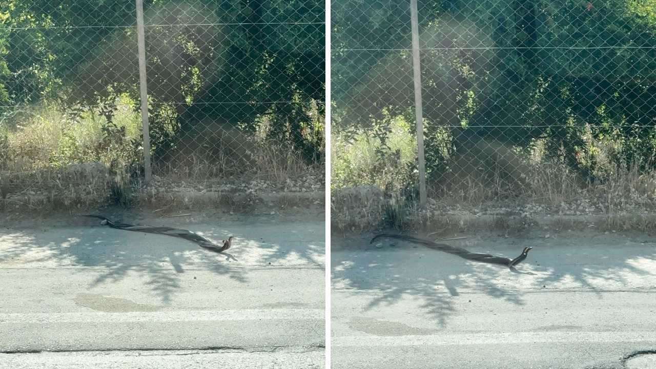 Finike Yolunda Yılan Paniği! Seyir Halindeyken Göz Göze Geldi 3