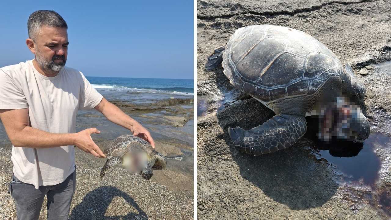 Gazipaşa Sahilinde Üzen Görüntü! Ölü Caretta Caretta Kıyıya Vurdu 2