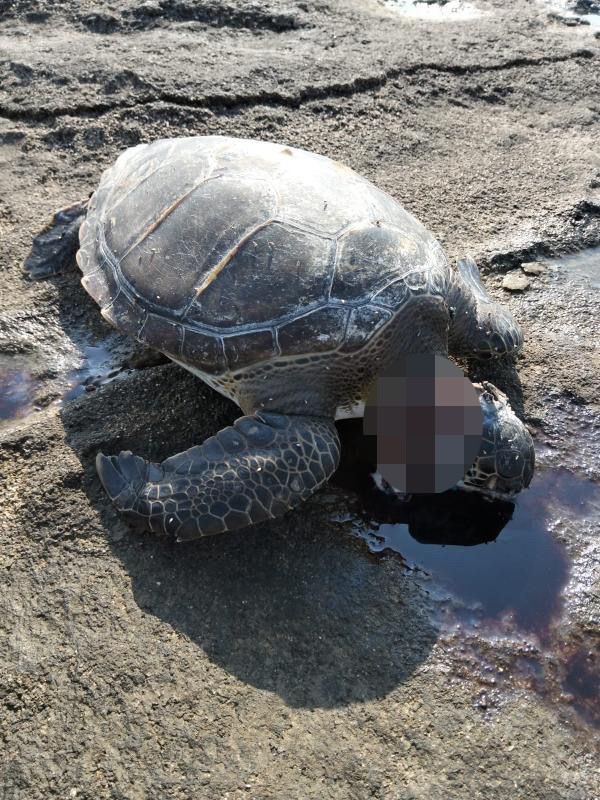 Gazipaşa'da Dehş*t! Caretta Başı Kesilmiş Halde Bulundu