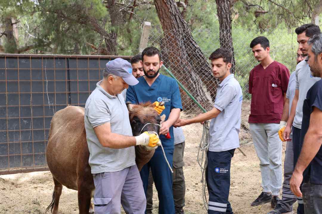 Antalya Büyükşehir’den Kurban Bayramı Hazırlıkları 3