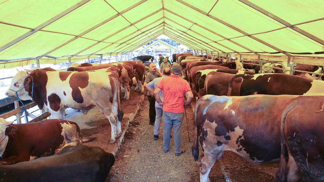 Antalya’da Kurbanlık Fiyatları İki Yılda Yüzde 100 Arttı 2