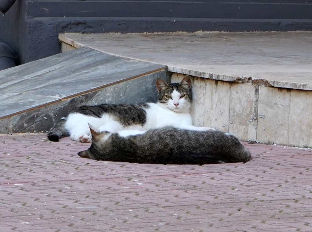 Antalya’da Termometreler 39’U Gördü 1