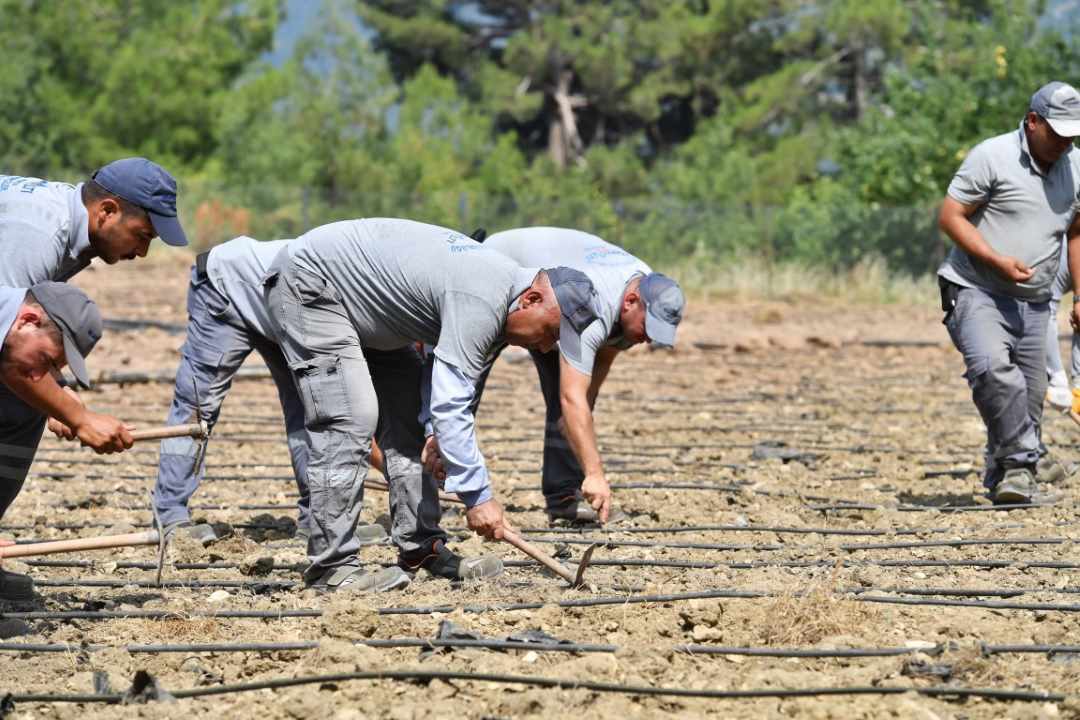 Antalya’nın Meşhur Çandır Fasulyesi Konyaaltı’nda Ekildi 1