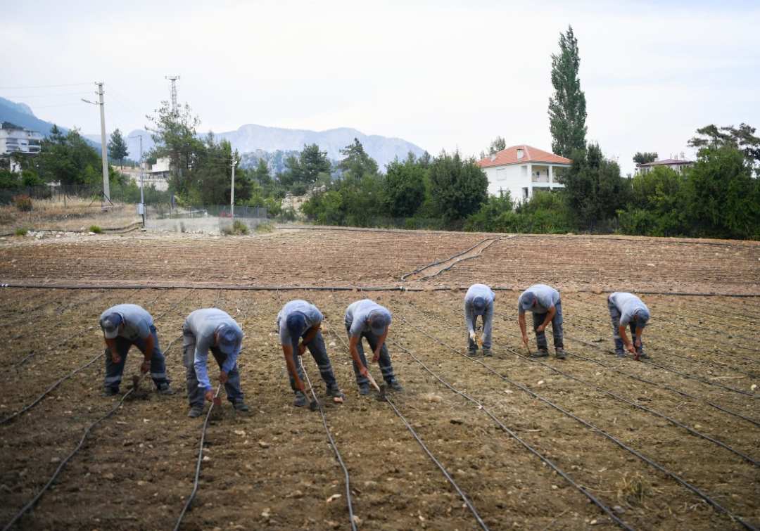Antalya’nın Meşhur Çandır Fasulyesi Konyaaltı’nda Ekildi 2