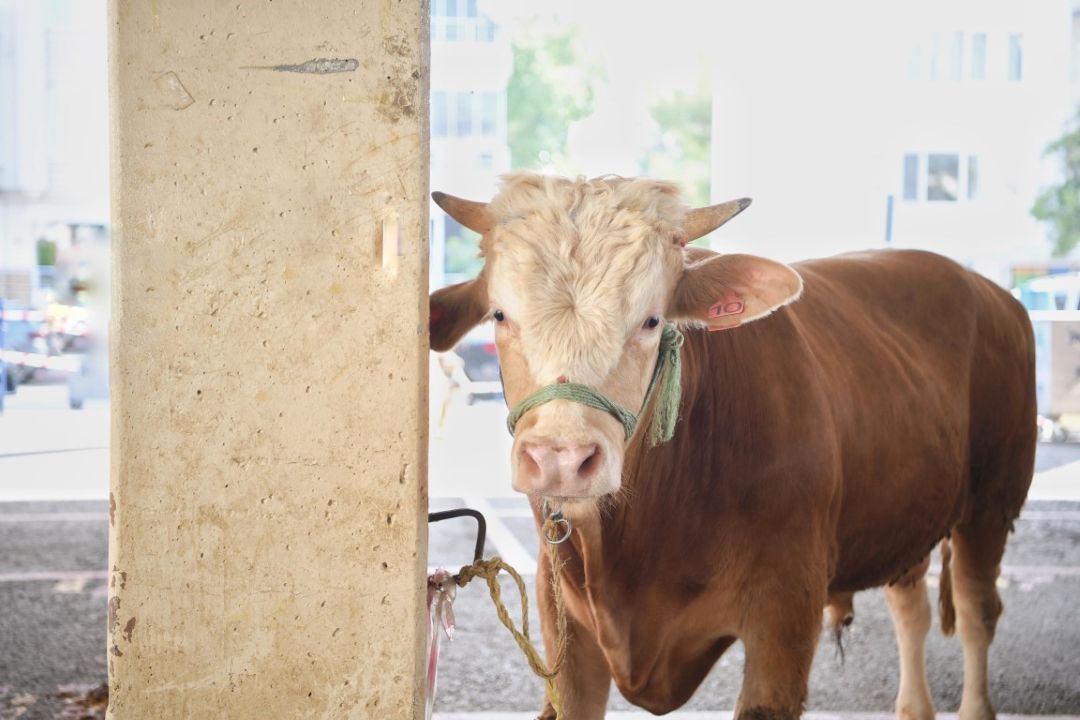 Konyaaltı’nda Kurban İbadeti Gerçekleştirmek Çok Kolay-1