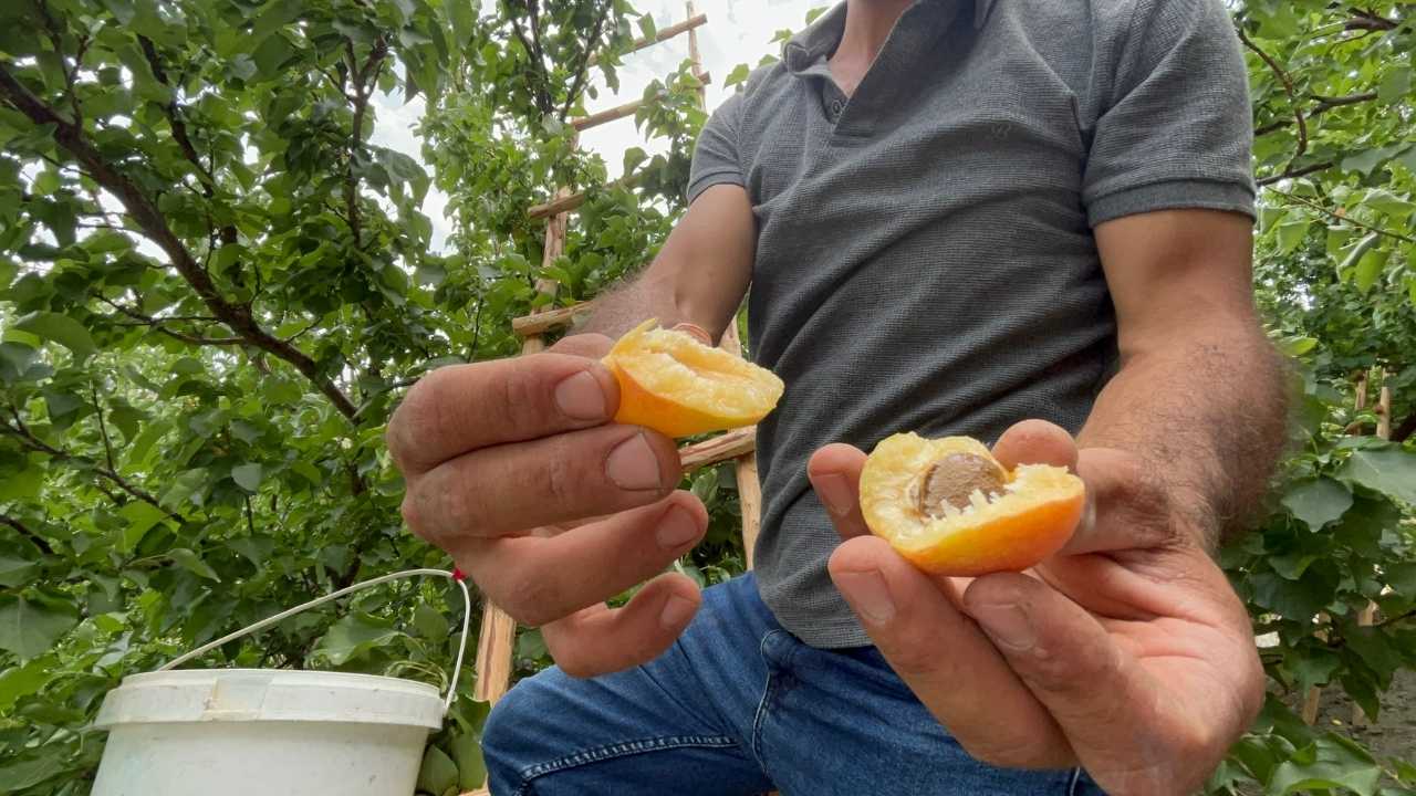 Hatay’da 50 Yıllık Kayısı Ağaçlarında Bereketli Hasat 2