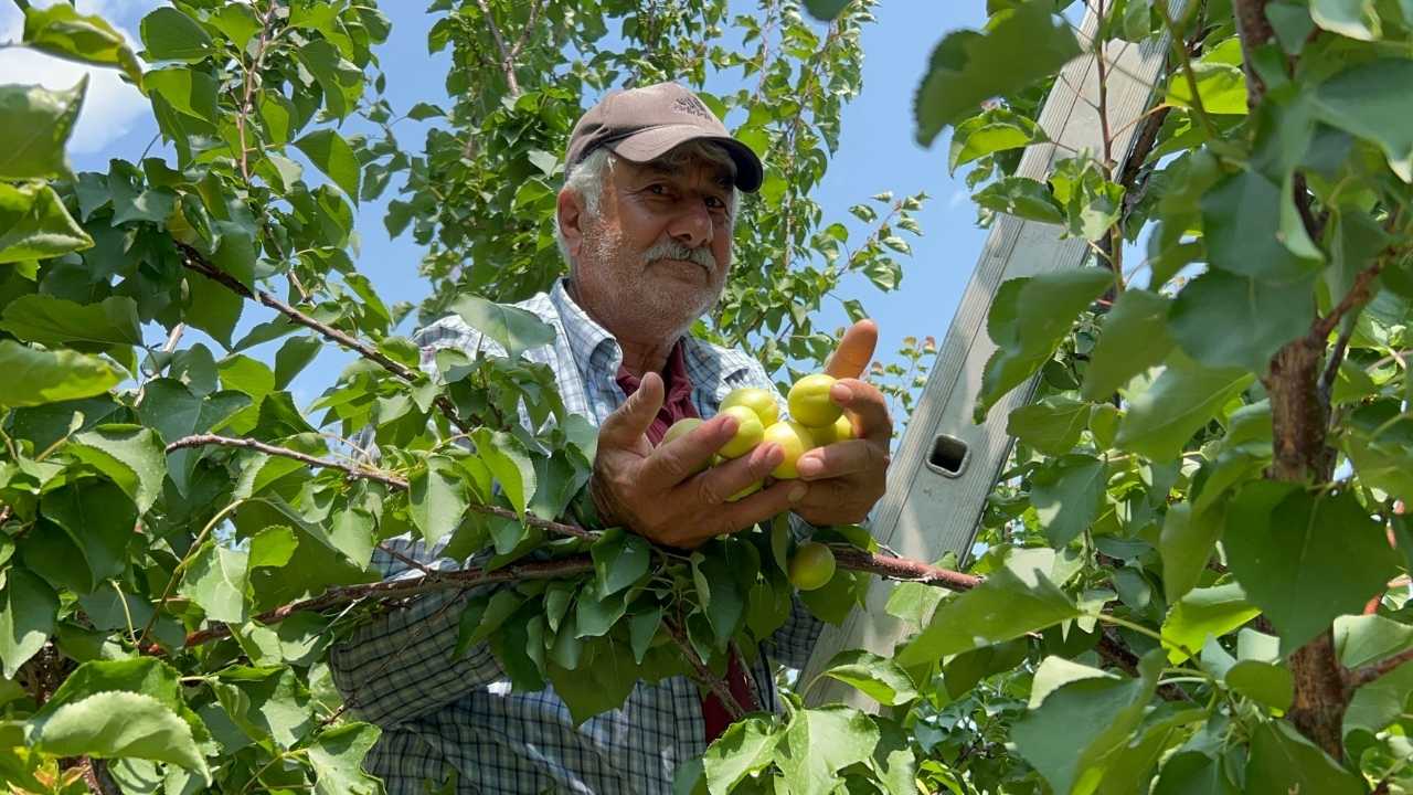 Hatay’da 50 Yıllık Kayısı Ağaçlarında Bereketli Hasat 3