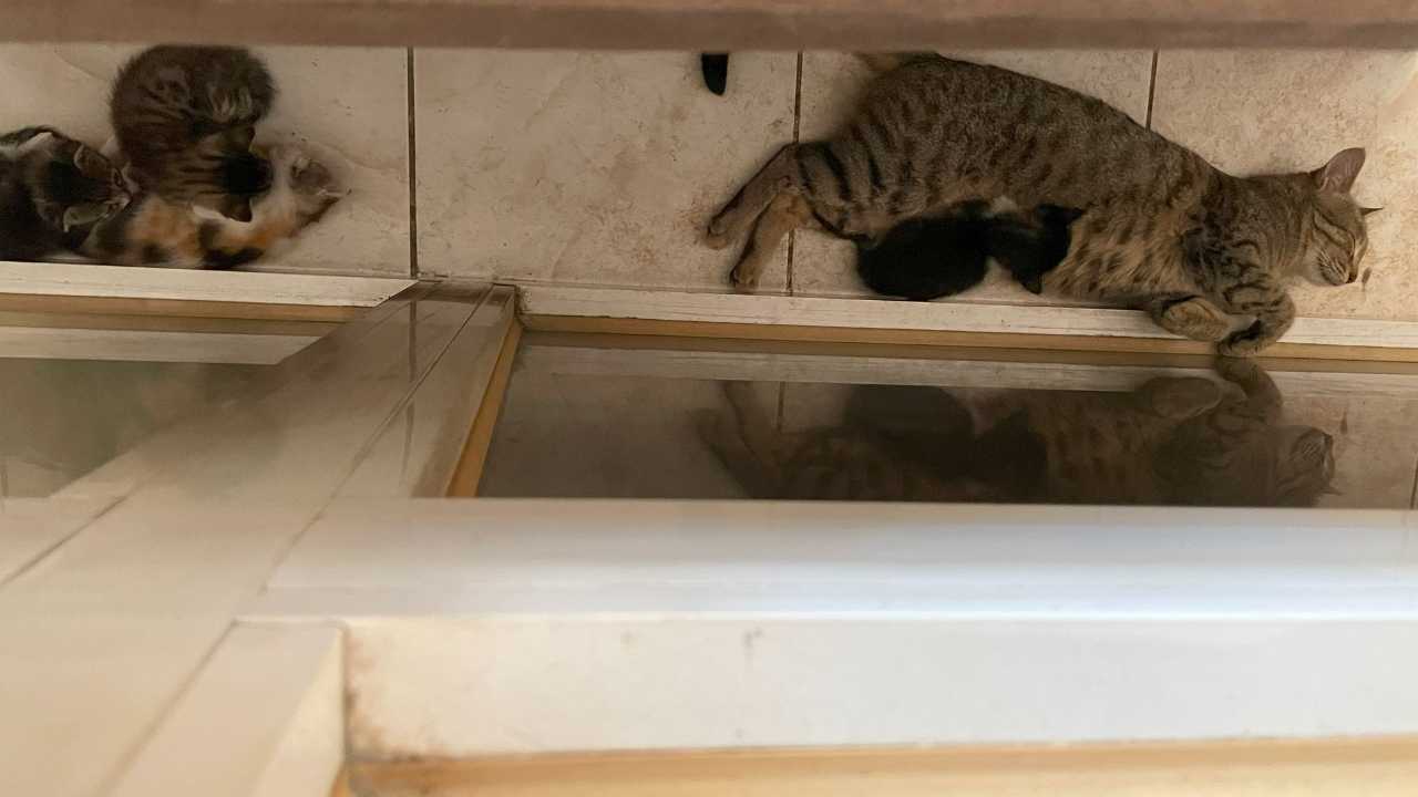 Hatay’da Anne Kedi Yavrularıyla Bir Ofise Sığındı 2