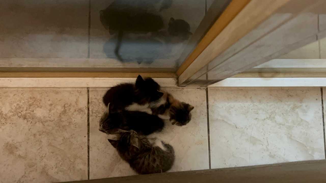 Hatay’da Anne Kedi Yavrularıyla Bir Ofise Sığındı 3