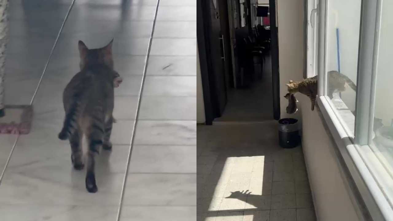 Hatay’da Anne Kedi Yavrularıyla Bir Ofise Sığındı 4