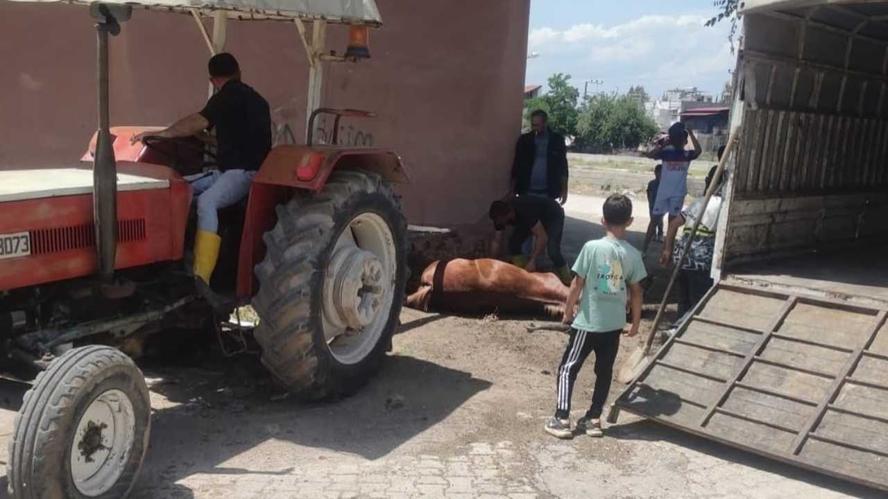Hatay’da Başıboş At Hızla Duvara Çarpıp Can Verdi 3