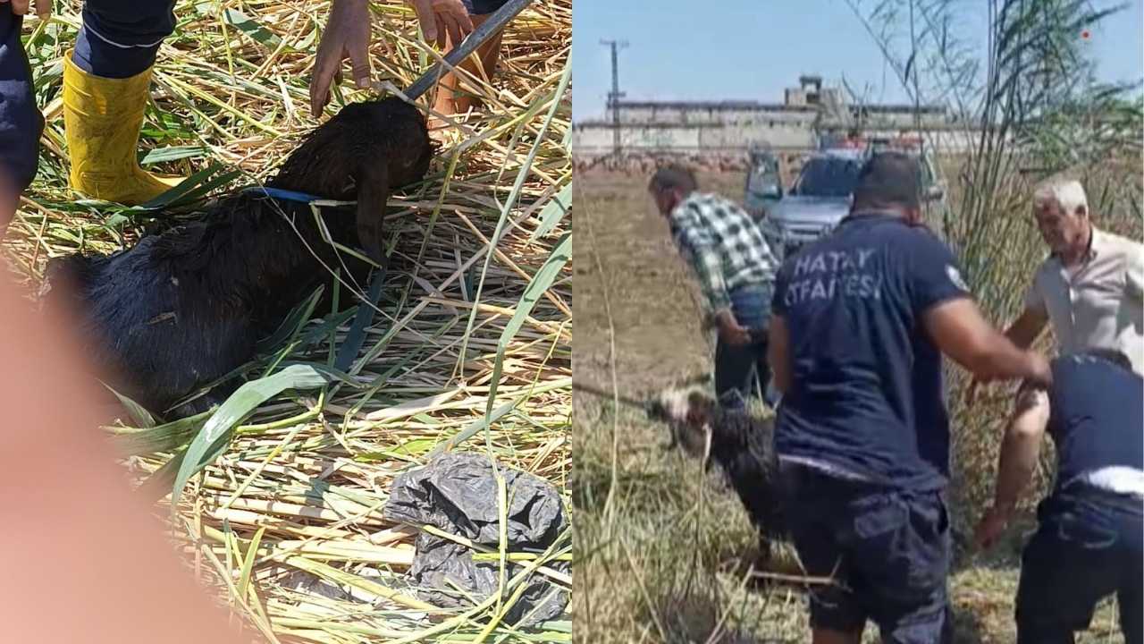 Hatay’da Çamura Saplanan Kurbanlıklar İçin Operasyon 2