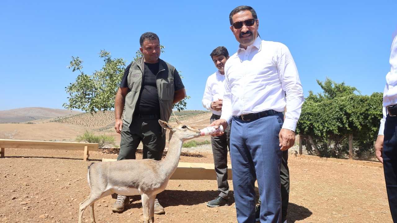 Hatay’da Dağ Ceylanı Sayısı 1500’Ü Aştı2