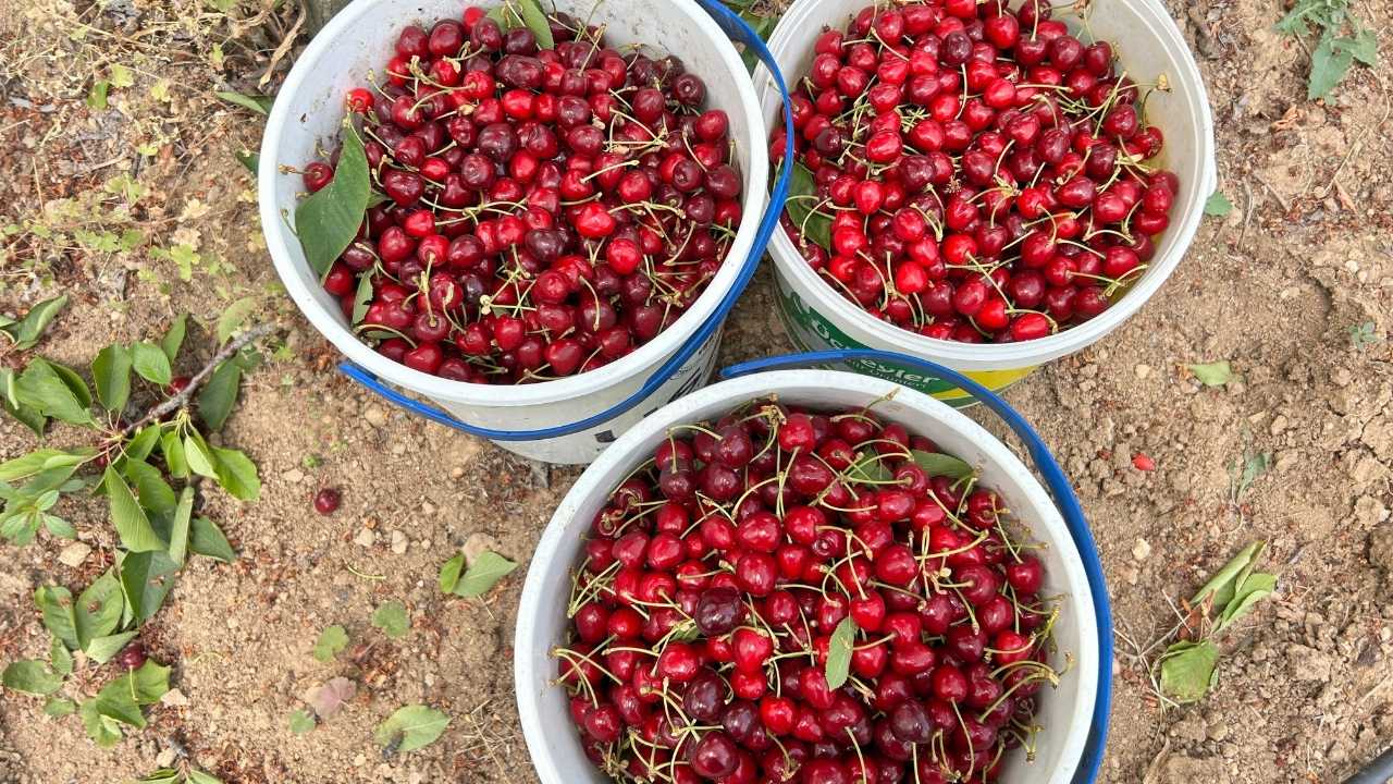 Hatay’da Don Kirazı Vurdu Kilosu 100 Tl Oldu 2