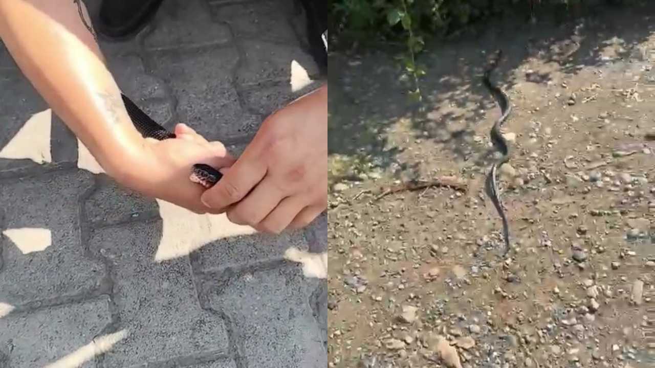 Hatay’da Zararsız Dediği Yılan Tarafından Isırıldı 2