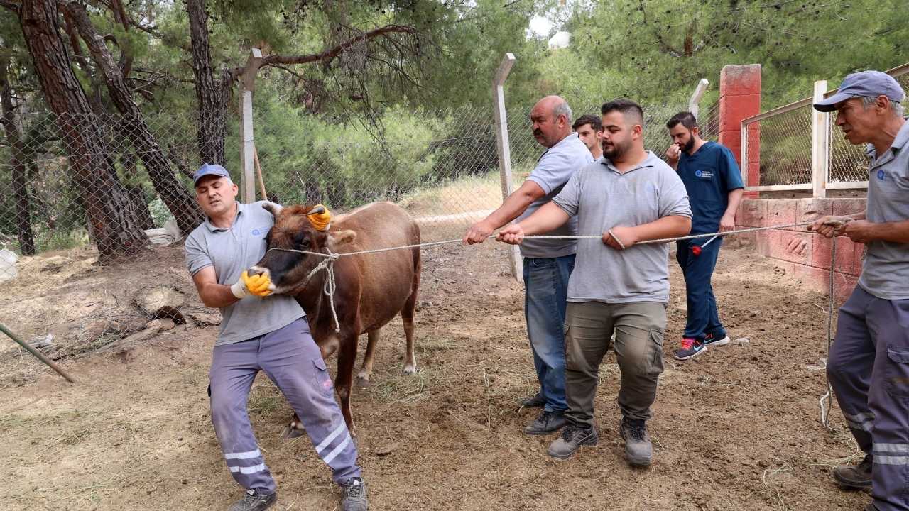Kaçak Kurban Timi Görevde! Antalya Kaçak Hayvan İhbar Hattı Numarası Açıklandı 2