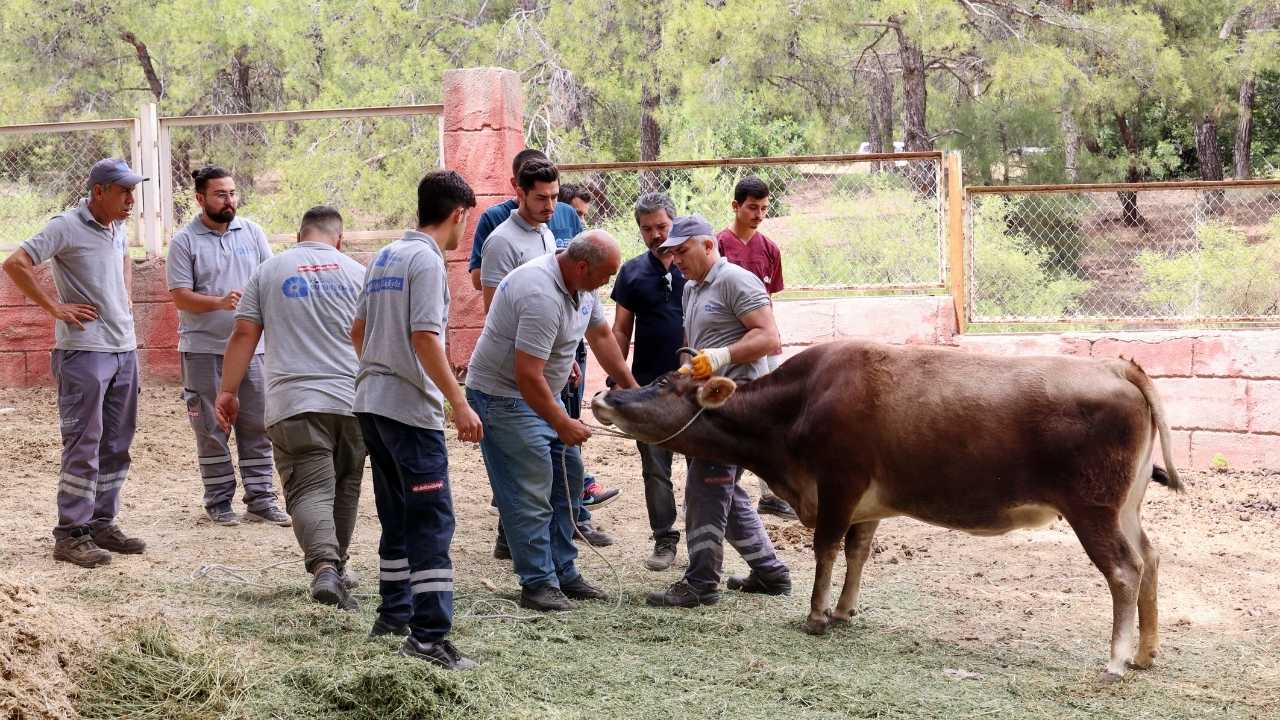 Kaçak Kurban Timi Görevde! Antalya Kaçak Hayvan İhbar Hattı Numarası Açıklandı 3