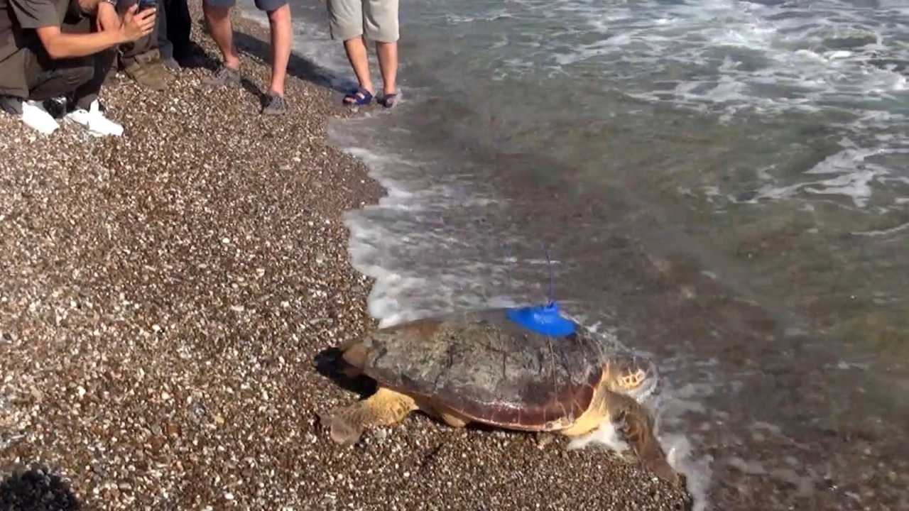 Kaplumbağaların Kalbi Manavgat’ta Atacak4