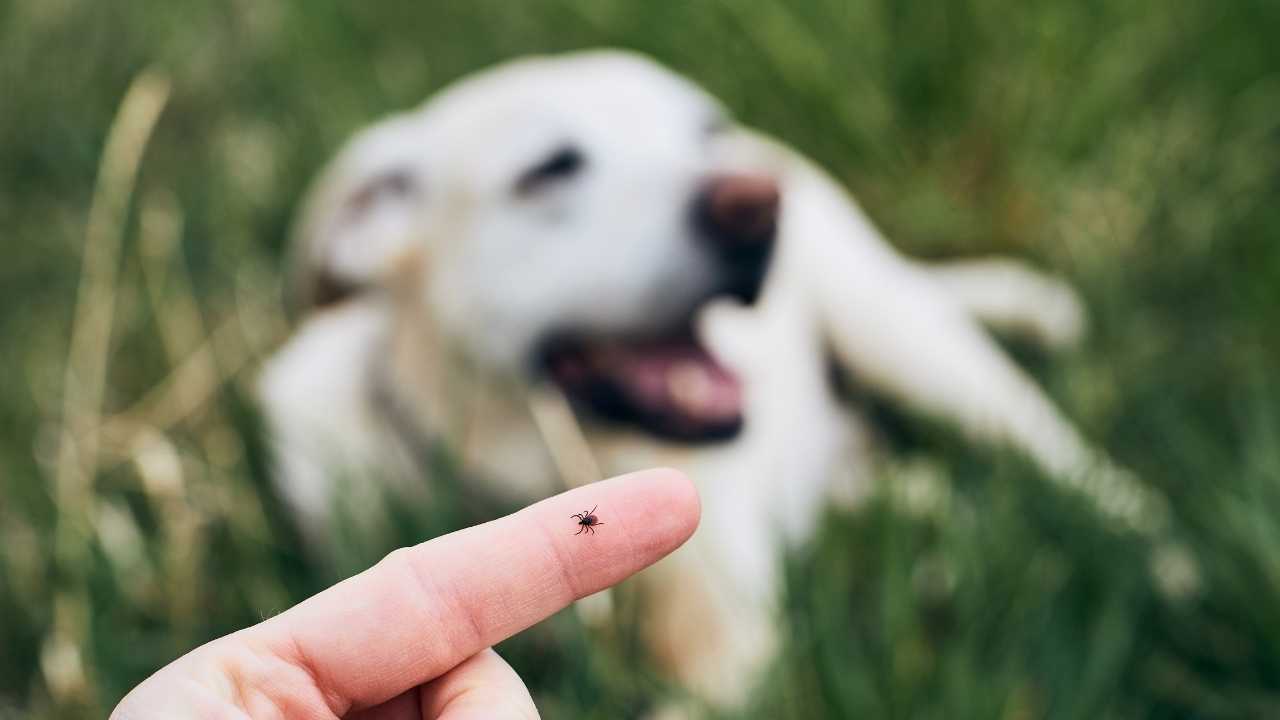 Kene Tehlikesi Artıyor! Antalya Veteriner Odası'ndan Hayvan Sahiplerine Kritik Uyarı 3