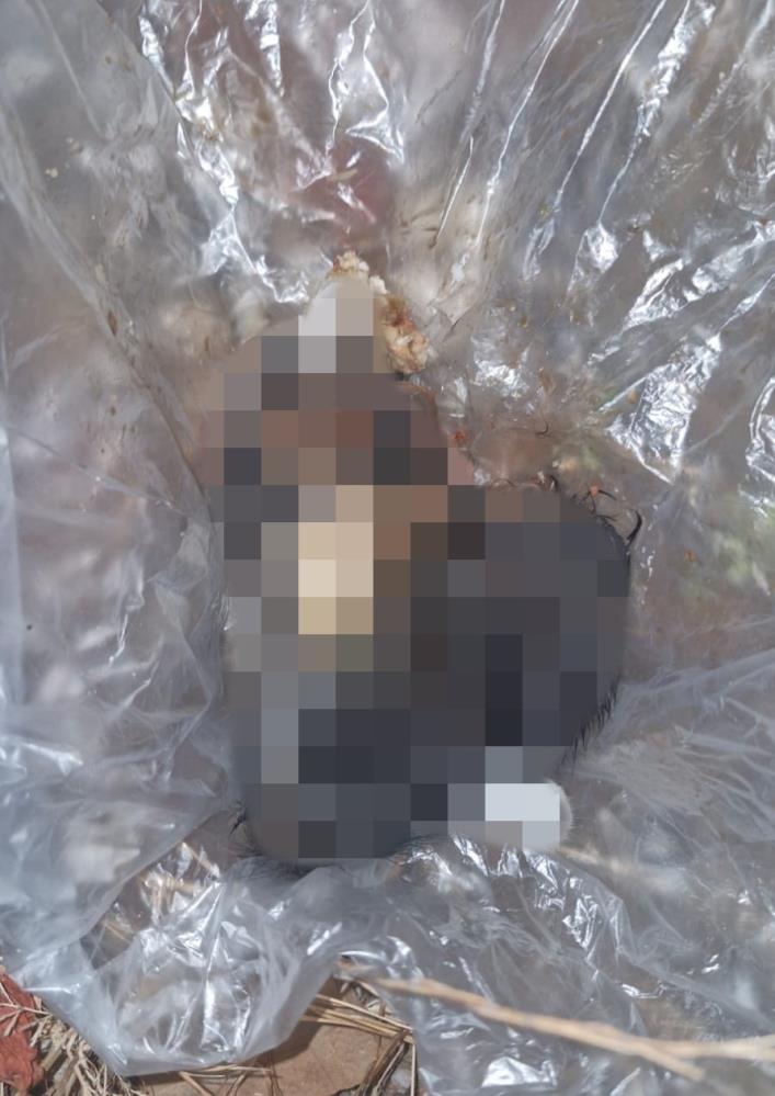 Kepez'de Dehş*t! Bir Evden 25 Kedi ve 2 Köpek Kurtarıldı