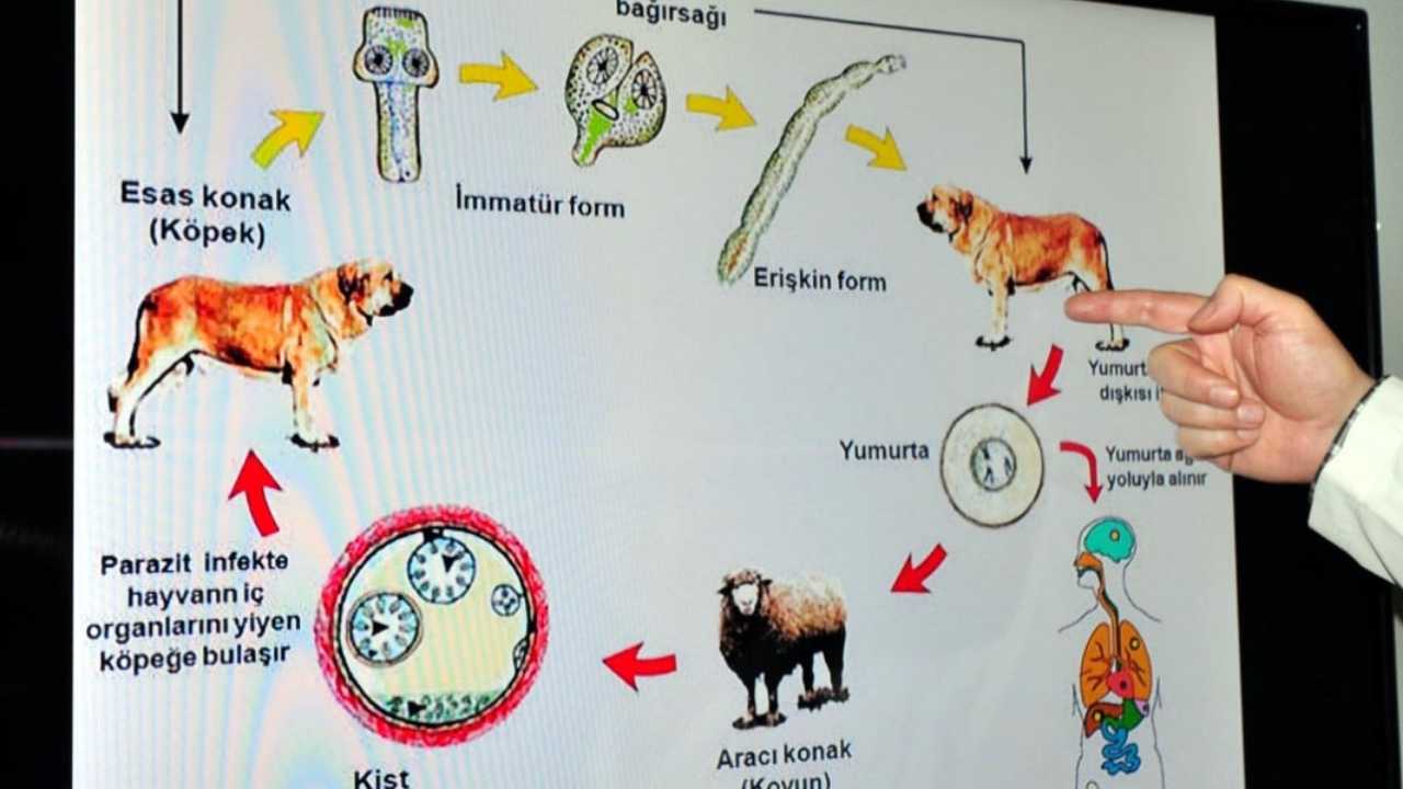 Kurban Bayramı’nda Gizli Tehdit3