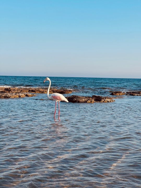 Manavgat İlarma Sahili’nde Flamingo Sürprizi! 2