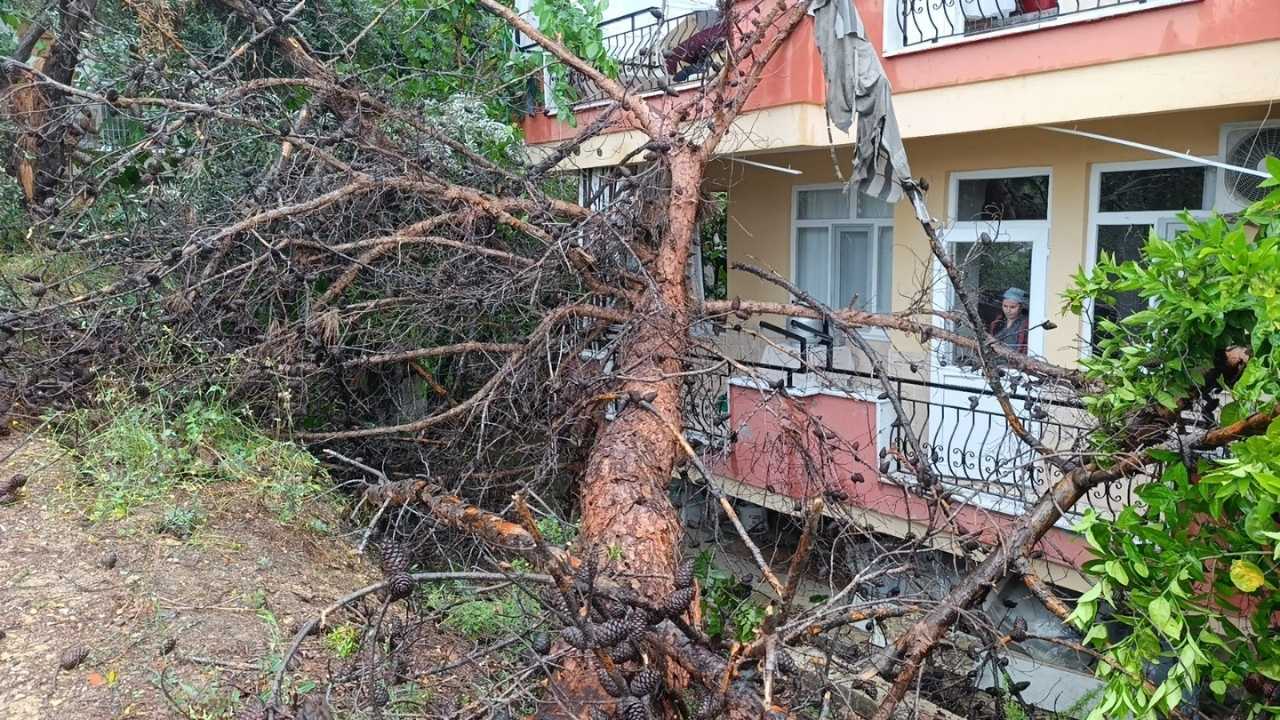 Manavgat’ta Kuruyan Dev Ağaç Apartmanın Üstüne Yıkıldı 2