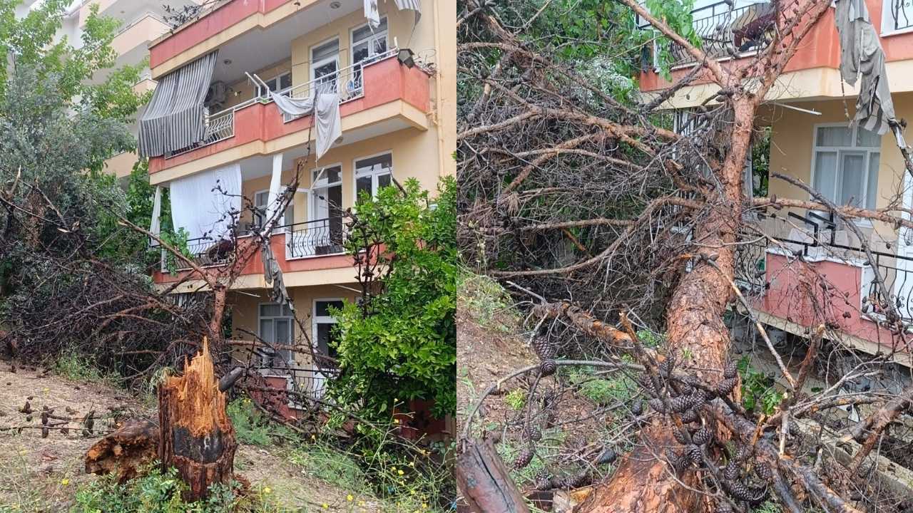 Manavgat’ta Kuruyan Dev Ağaç Apartmanın Üstüne Yıkıldı 4