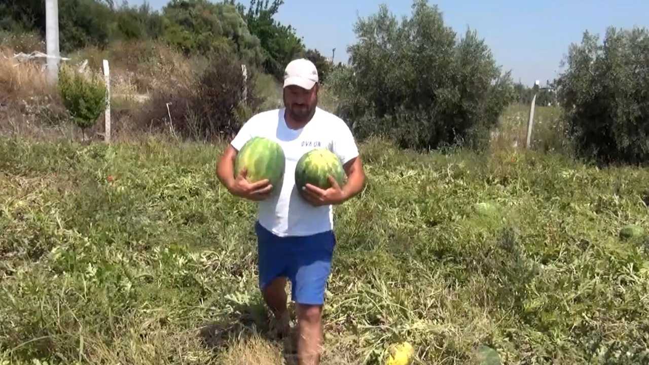 Serikli Çiftçi 3 Lira Veren Tüccara Kızdı! 100 Ton Karpuzu Bedava Dağıttı 3