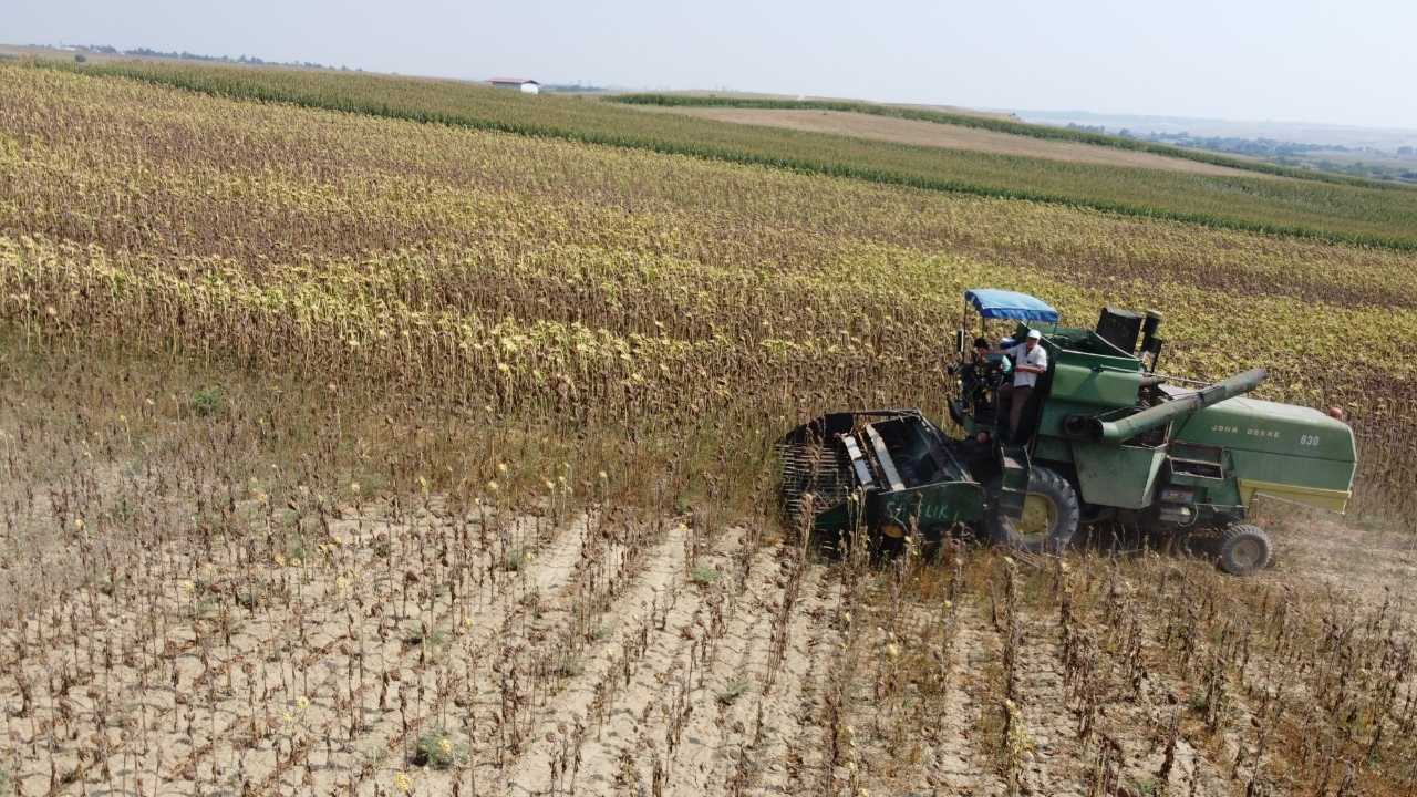 Adana’da Ayçiçeği Tarlalarında Hasat 20 Gün Erken Başladı 2