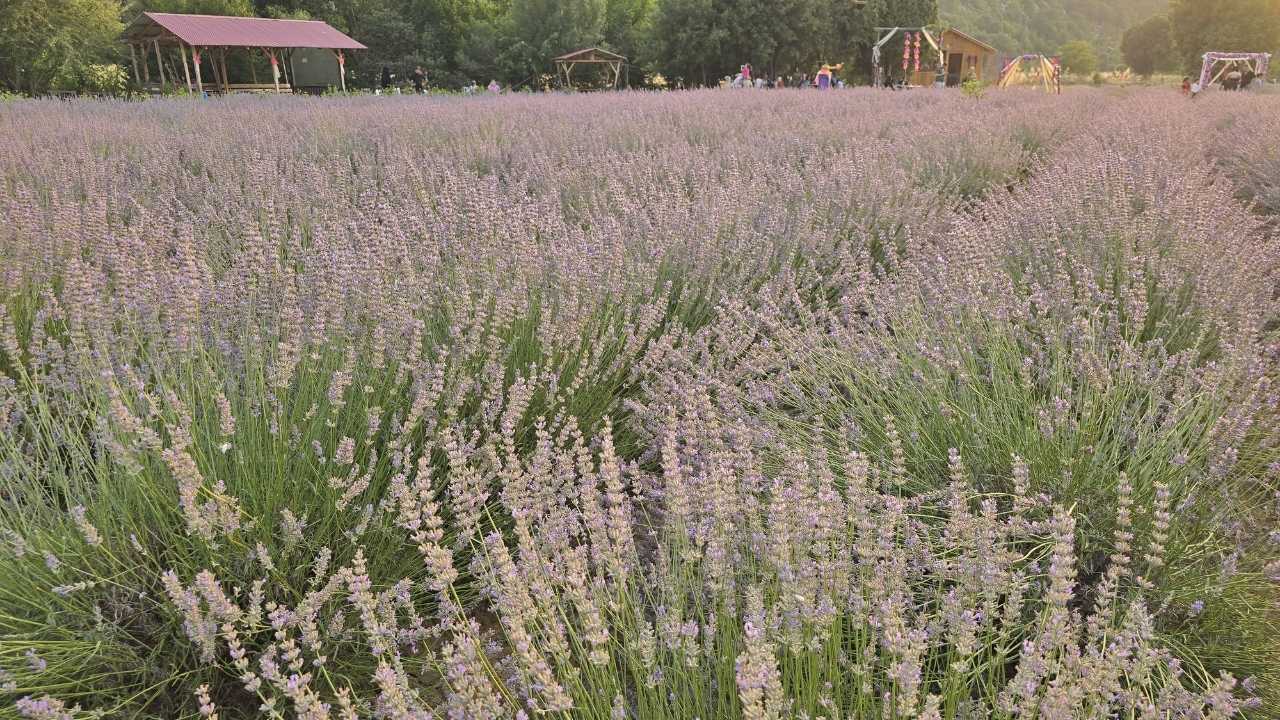 Adana’da Lavanta Turizmi Kırsala Can Suyu Oldu 3