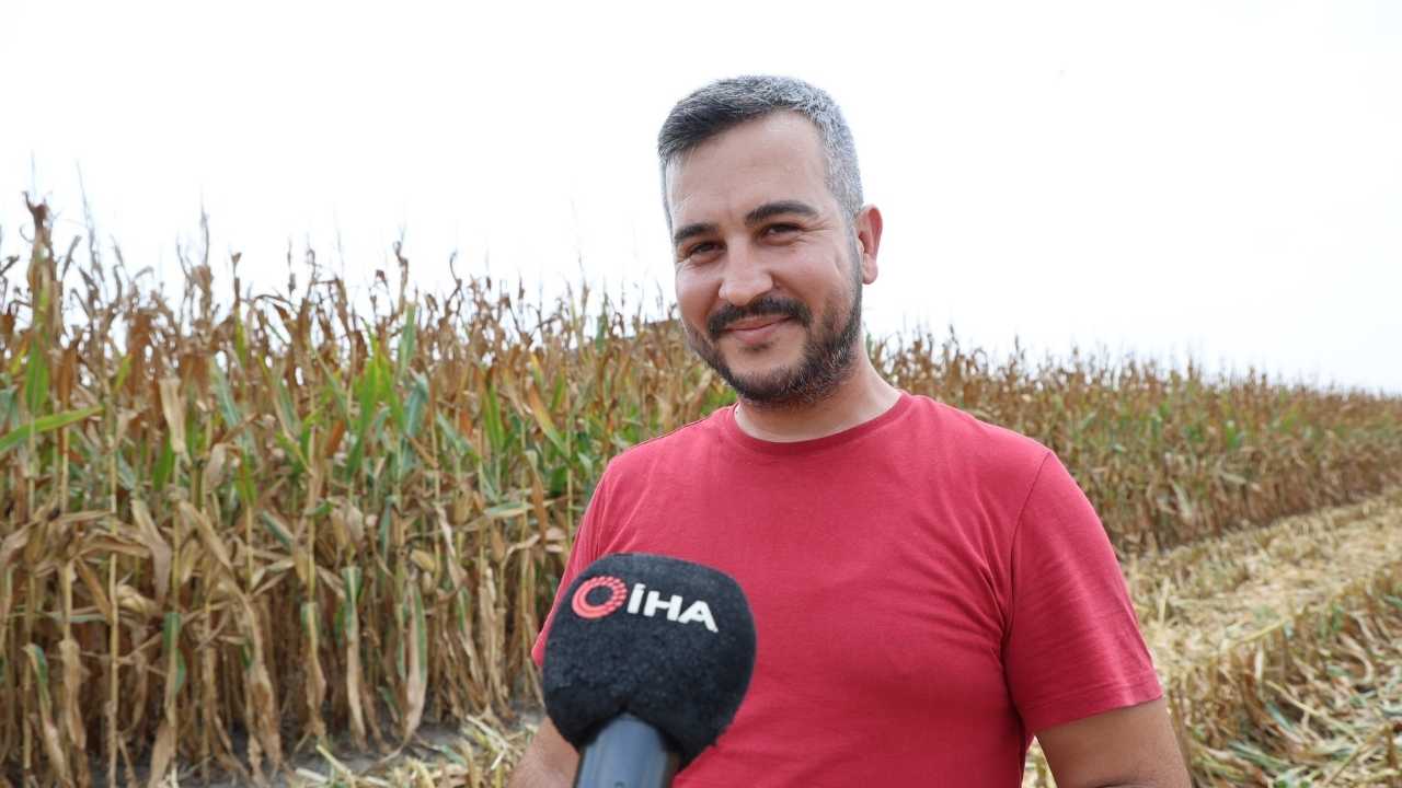 Adana'da Mısır Hasadı Başladı4