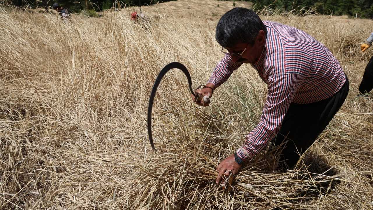 Adana’nın Dağ Köylerinde Yüzyıllık Orak Ritüeli Yaşıyor 4