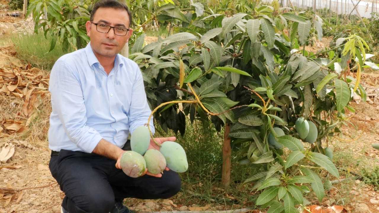Alanya Mangosu 200 Tl'den Satışta! Tüketicilere Çağrı Yerli Mangoyu Tercih Edin 2
